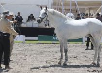 W QUEMADOR CID, DE RANCHO EL CID CAMPEADOR, BRONCE EN POTROS DE 2 A